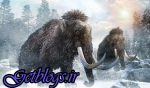 عکس ، گونهای جدیدی از ماموت در سیبری کشف شد